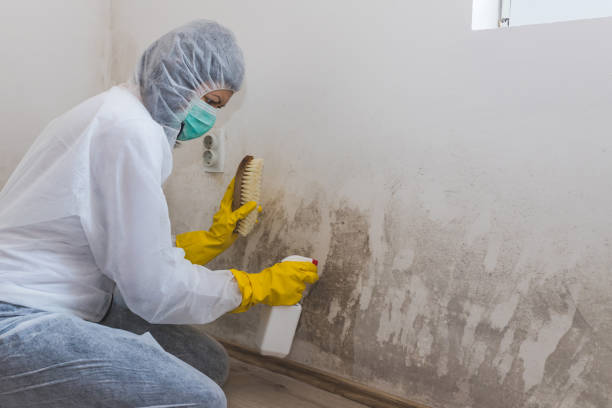 Best Crawl Space Mold Remediation in Paducah, KY