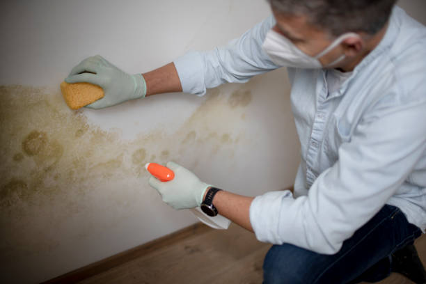 Best Localized Mold Remediation (e.g., coastal areas, humid climates) in Paducah, KY