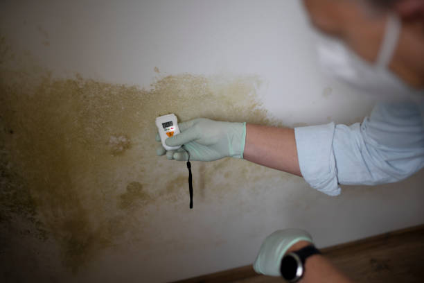 Best Bathroom Mold Remediation in Paducah, KY