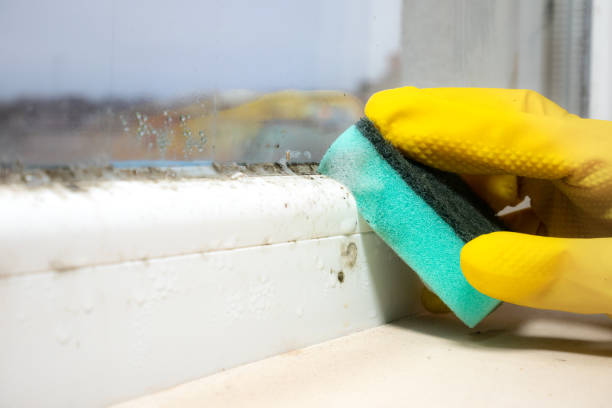 Paducah, KY Mold Remediation Company