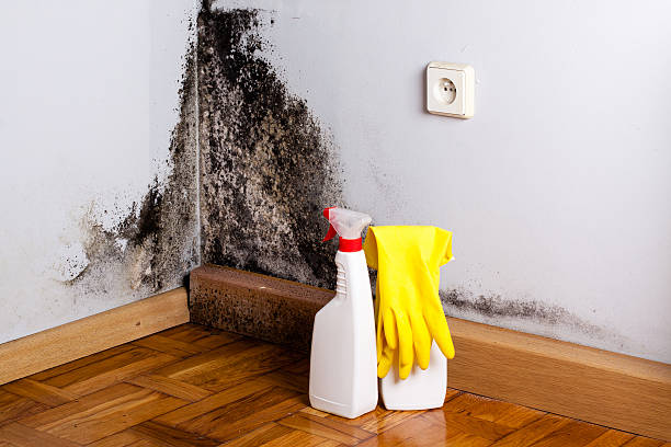 Best Attic Mold Remediation in Paducah, KY
